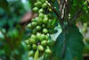 Anima Mundi Herbals Herbal Supplement Anima Mundi - Green Coffee Bean